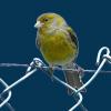 Google     Chrome Canary