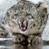 eToken  Apple Snow Leopard